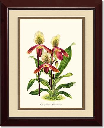 Cypripedium Glonerianum | Orchid Wall Art Print