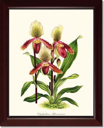 Cypripedium Glonerianum | Orchid Wall Art Print