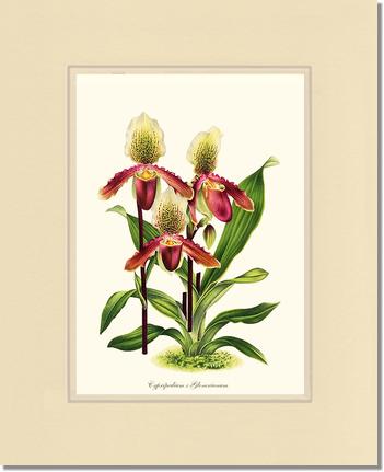 Cypripedium Glonerianum | Orchid Wall Art Print