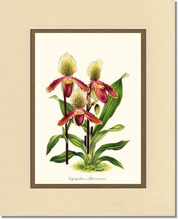 Cypripedium Glonerianum | Orchid Wall Art Print