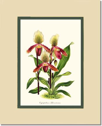 Cypripedium Glonerianum | Orchid Wall Art Print