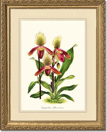 Cypripedium Glonerianum | Orchid Wall Art Print