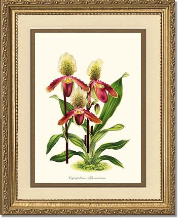 Cypripedium Glonerianum | Orchid Wall Art Print