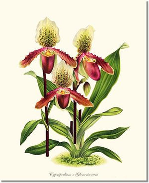 Orchid Print: Cypripedium Glonerianum
