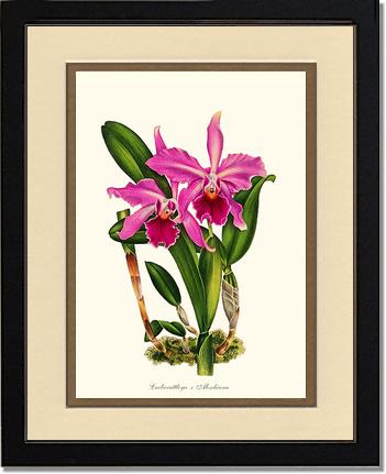 Laeliocattleya Aleschiana | Orchid Wall Art Print