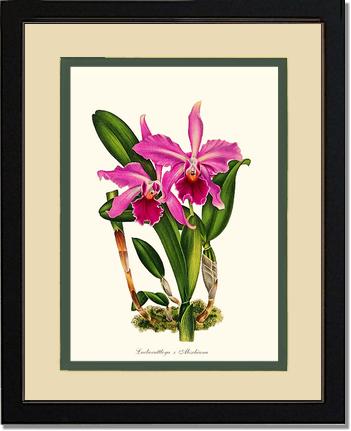 Laeliocattleya Aleschiana | Orchid Wall Art Print
