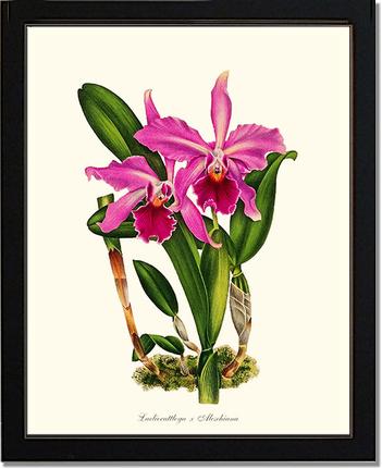 Laeliocattleya Aleschiana | Orchid Wall Art Print