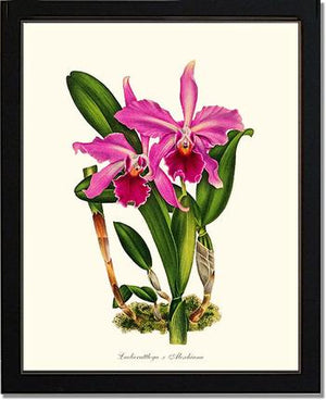Laeliocattleya Aleschiana