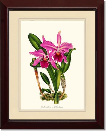 Laeliocattleya Aleschiana | Orchid Wall Art Print