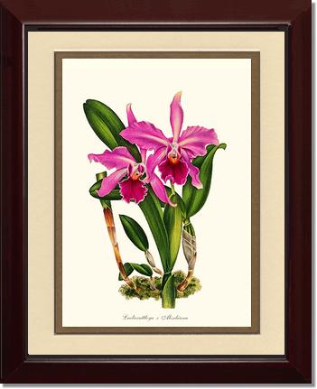 Laeliocattleya Aleschiana | Orchid Wall Art Print