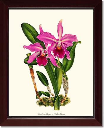 Laeliocattleya Aleschiana | Orchid Wall Art Print