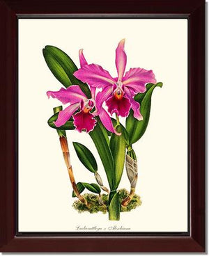 Laeliocattleya Aleschiana