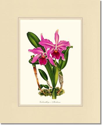 Laeliocattleya Aleschiana | Orchid Wall Art Print