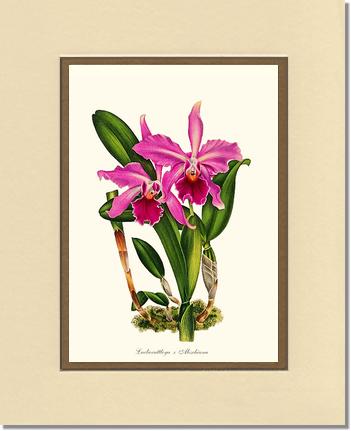 Laeliocattleya Aleschiana | Orchid Wall Art Print
