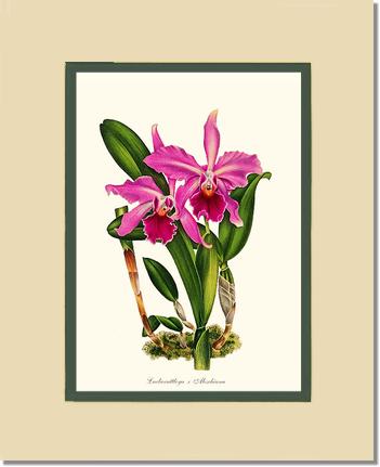 Laeliocattleya Aleschiana | Orchid Wall Art Print