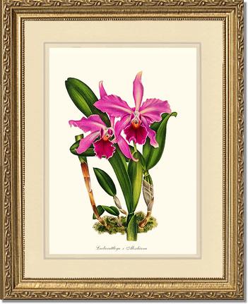 Laeliocattleya Aleschiana | Orchid Wall Art Print