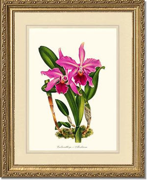 Laeliocattleya Aleschiana