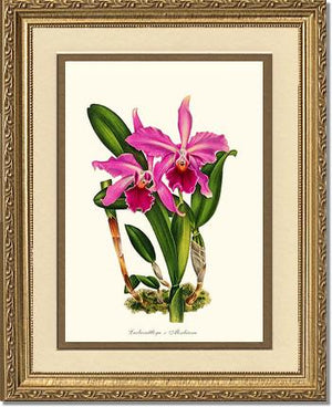 Laeliocattleya Aleschiana