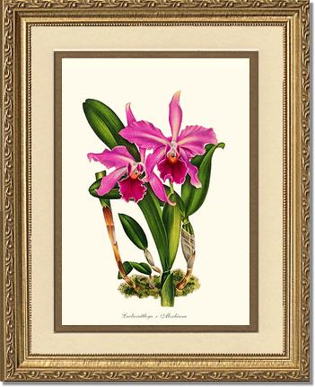 Laeliocattleya Aleschiana | Orchid Wall Art Print