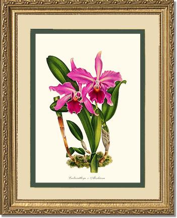 Laeliocattleya Aleschiana | Orchid Wall Art Print