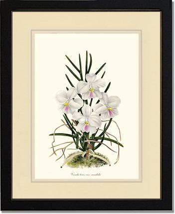 Vanda tere | Orchid Wall Art Print