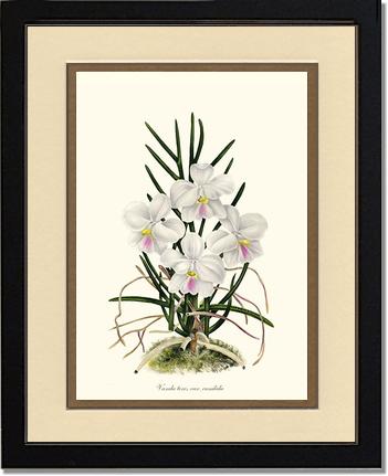 Vanda tere | Orchid Wall Art Print
