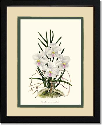 Vanda tere | Orchid Wall Art Print