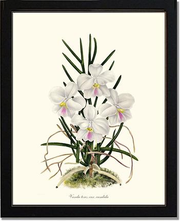 Vanda tere | Orchid Wall Art Print