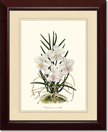 Vanda tere | Orchid Wall Art Print