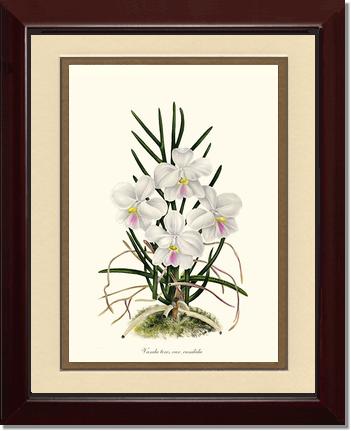 Vanda tere | Orchid Wall Art Print