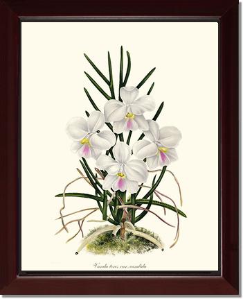 Vanda tere | Orchid Wall Art Print
