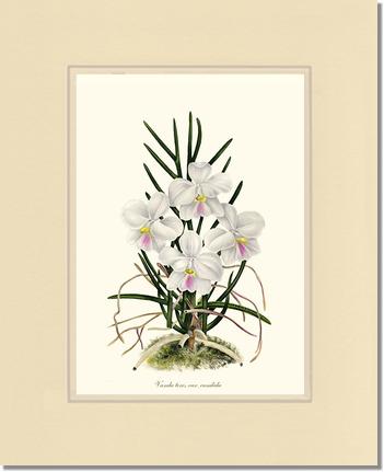 Vanda tere | Orchid Wall Art Print