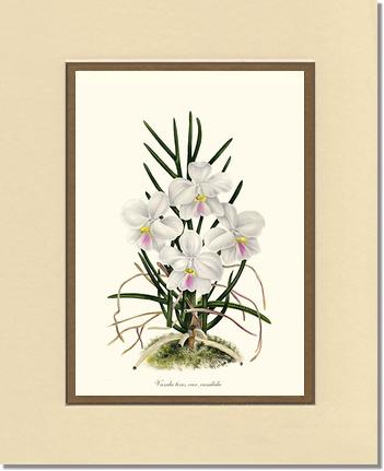 Vanda tere | Orchid Wall Art Print
