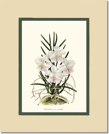 Vanda tere | Orchid Wall Art Print