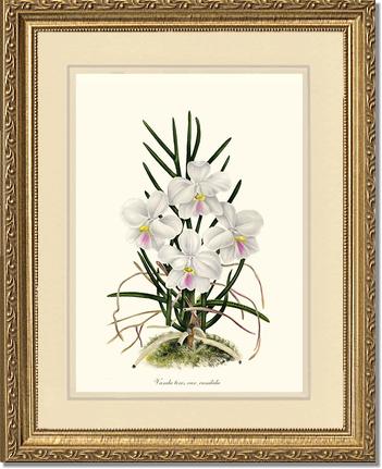 Vanda tere | Orchid Wall Art Print