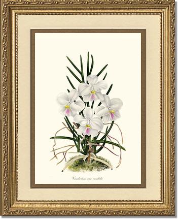 Vanda tere | Orchid Wall Art Print