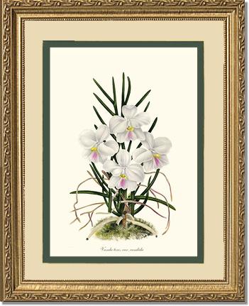 Vanda tere | Orchid Wall Art Print