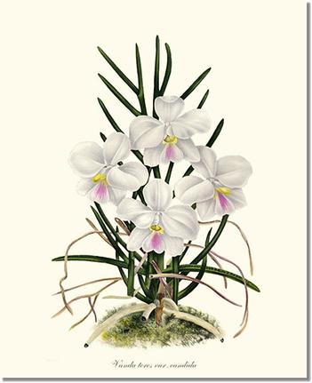 Vanda tere | Orchid Wall Art Print