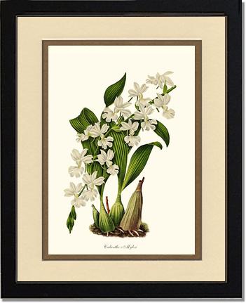 Calanthe Mylesi: Vintage Botanical Orchid Wall Art Prints