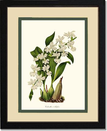 Calanthe Mylesi | Orchid Wall Art Print