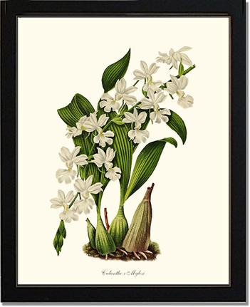 Calanthe Mylesi | Orchid Wall Art Print