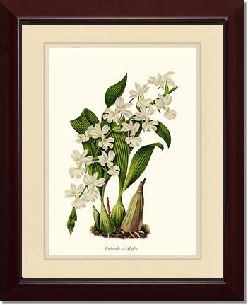 Calanthe Mylesi | Orchid Wall Art Print