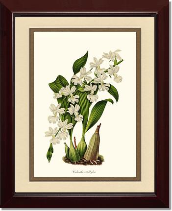 Calanthe Mylesi | Orchid Wall Art Print