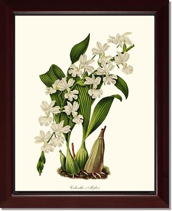Calanthe Mylesi | Orchid Wall Art Print