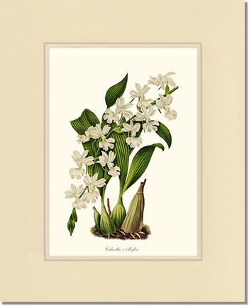 Calanthe Mylesi | Orchid Wall Art Print