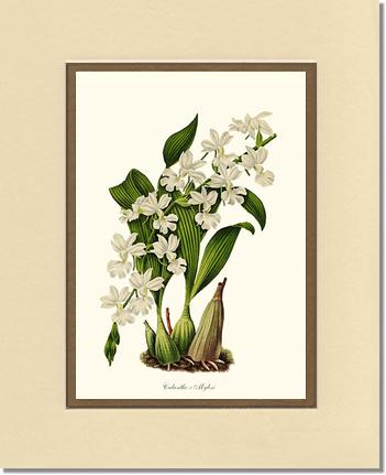 Calanthe Mylesi | Orchid Wall Art Print