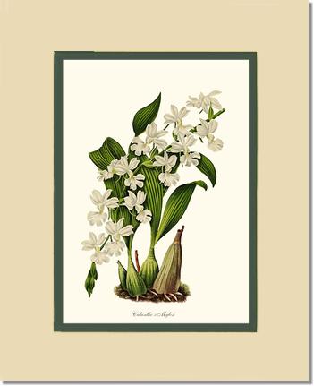 Calanthe Mylesi | Orchid Wall Art Print