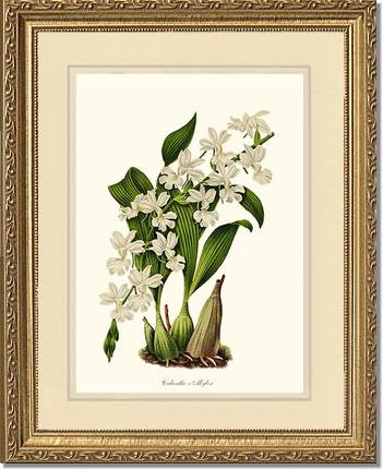 Calanthe Mylesi | Orchid Wall Art Print