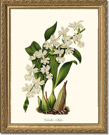 Calanthe Mylesi | Orchid Wall Art Print