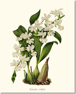 Orchid Print: Calanthe Mylesi